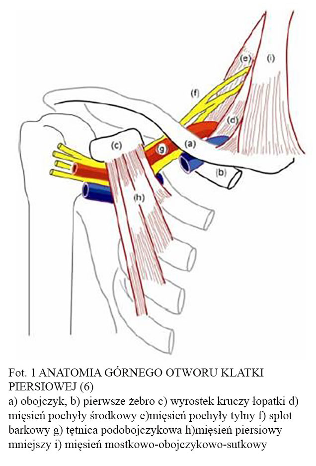 Anatomia górnego otworu klatki piersiowej